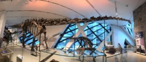 Museo Real Ontario Canada