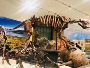 Museo Real de Ontario Canada